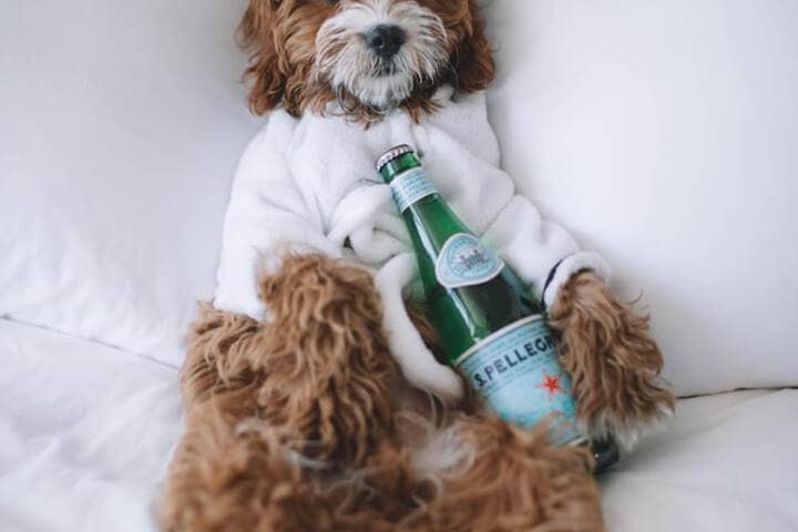 Pet Friendly 81 of 151